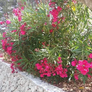 Cala Galdana Beach Apartment